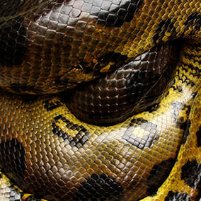 Anaconda coiled up