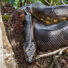 Green anaconda sitting in a tree