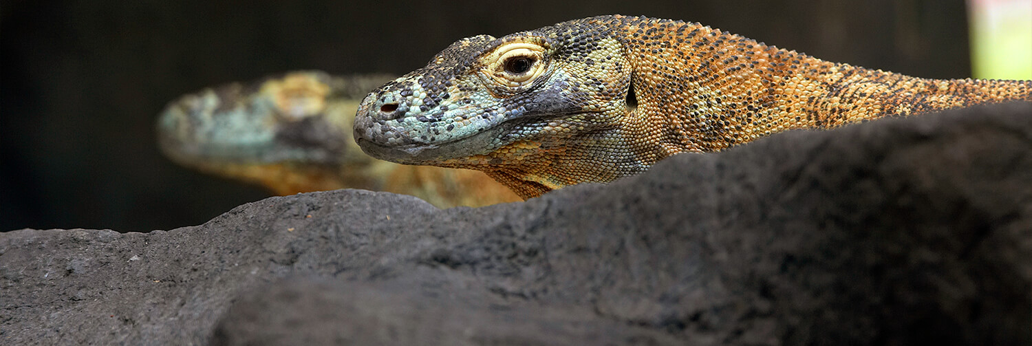 a pair of komodo dragons peek up over a rock