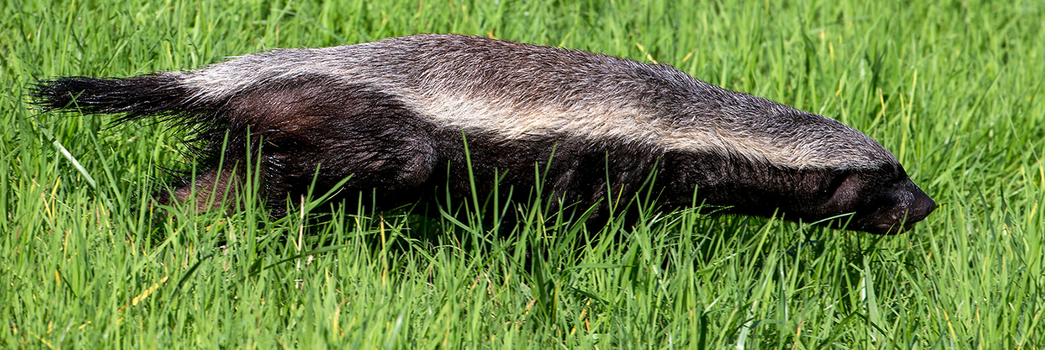 Ratel walking through green grass