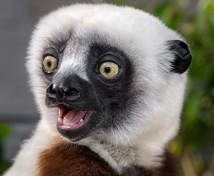 Coquerel's sifaka with mouth open