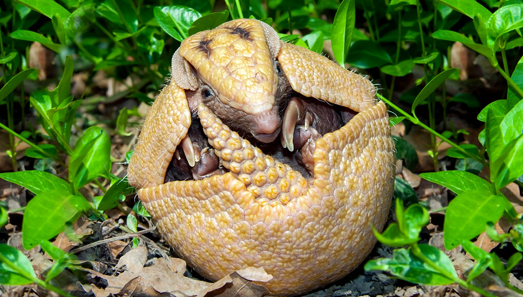 Young three-banded armadillo rolled into a ball