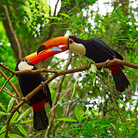 Toco pair