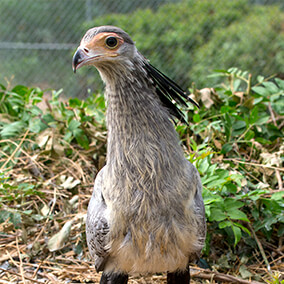 Secretary bird chick