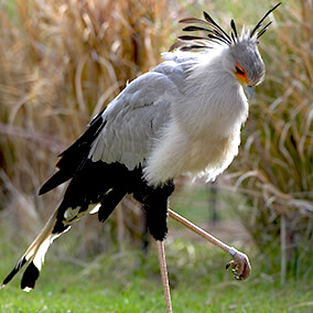 Secretary bird looking down with left leg raised