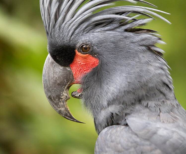 Close-up of a palm cockatoo's red cheek
