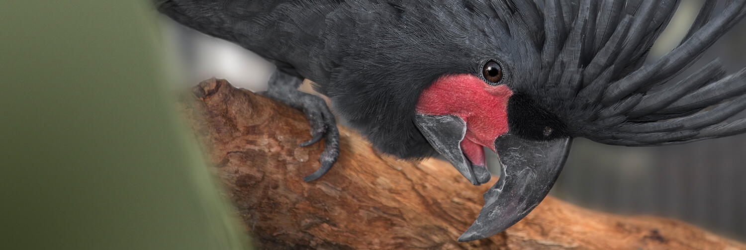 Palm cockatoo crouching down to look at camera, head feathers displaying