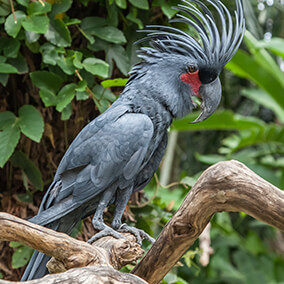 Palm cockatoo sitting on a tree branch