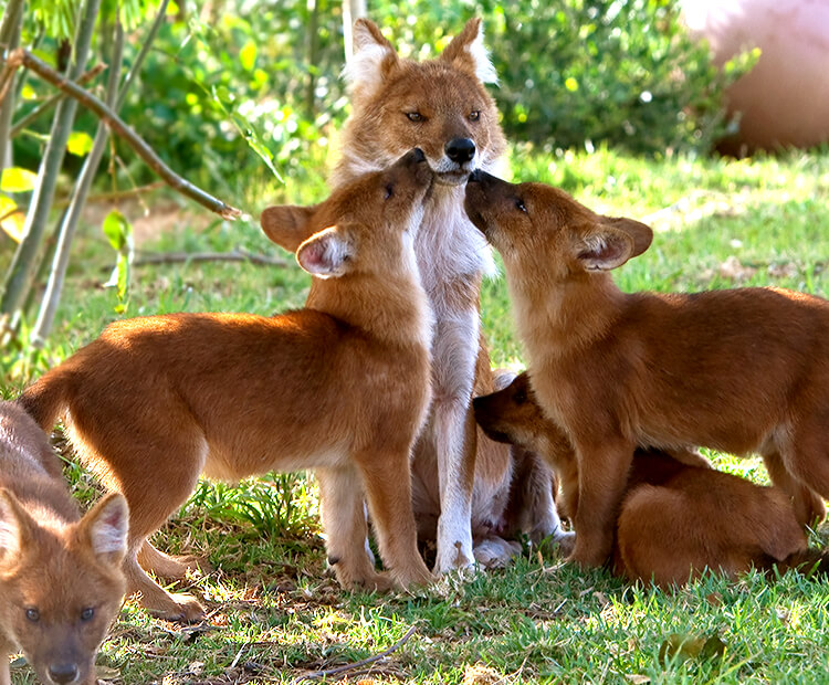 Dhole mother standing in the middle of with four pups, two of them sniffing her mouth.