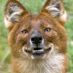 Smiling dhole