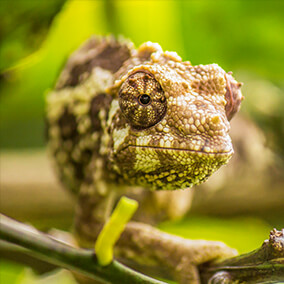 Baby Jackson's chameleon