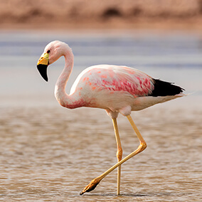 Andean flamingo
