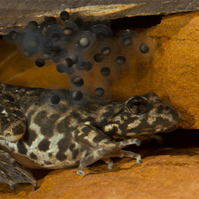 Dad frog watching eggs. 