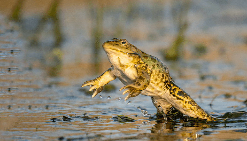 Frog hopping.