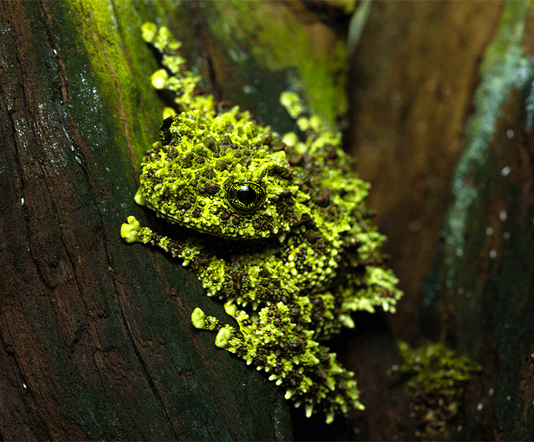 To with light green, warty skin.