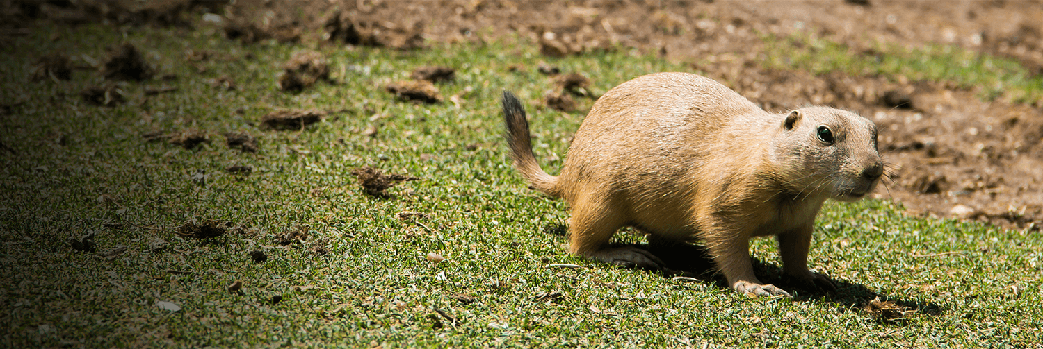 Prarie dog walking. 