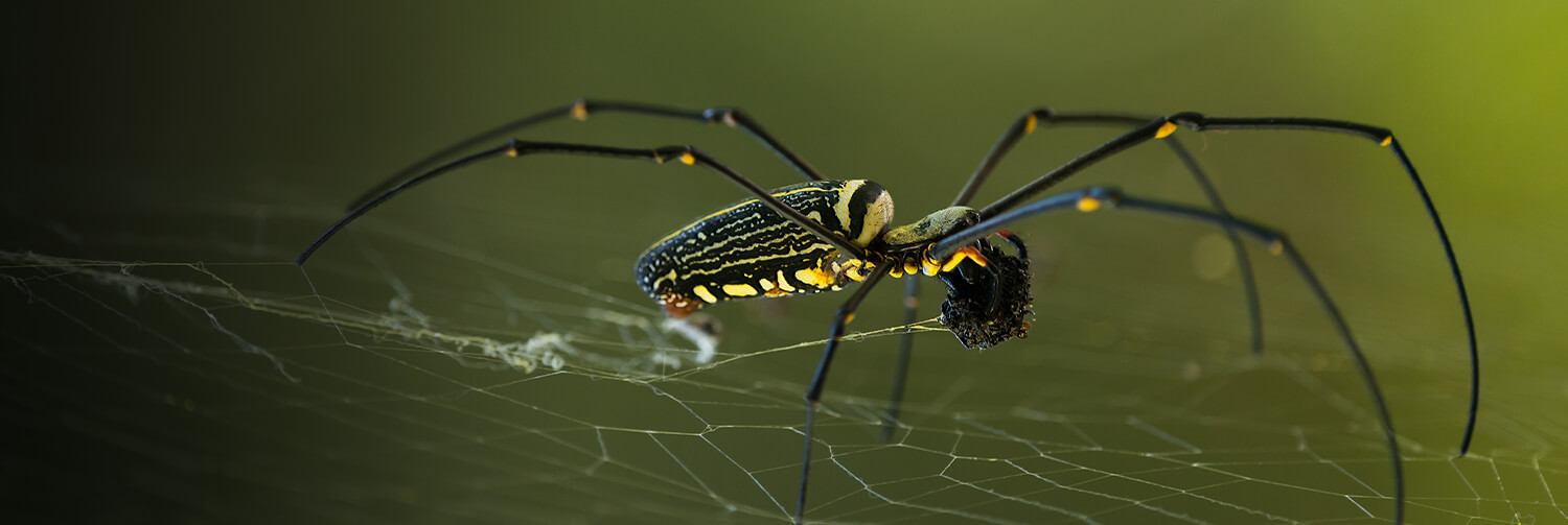 Golden orb weaving spider
