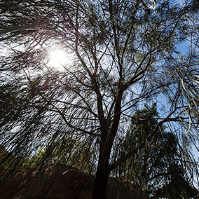 acacia