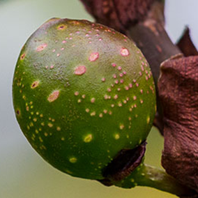 figs