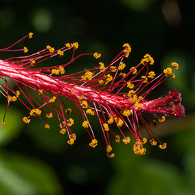 local hibiscus called hau