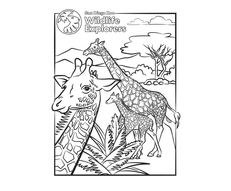 Giraffe coloring page.
