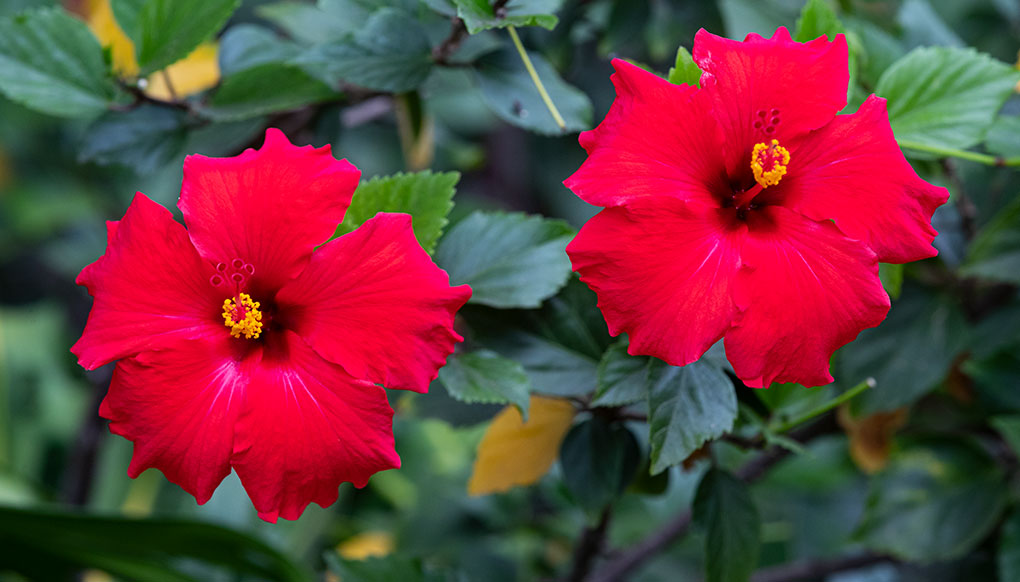 hibiscus