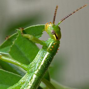 A green Lord Howe Island stick insect eating a leaf