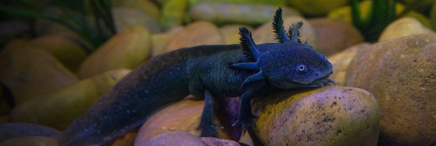 Black Axolotl sitting on rocks under water.