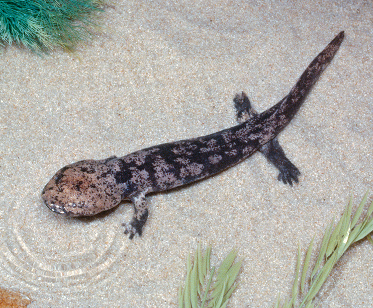A baby Chinese Giant Salamander