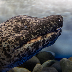 A closeup of another Chinese Giant Salamander's head