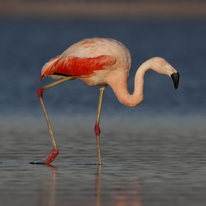Andean flamingo