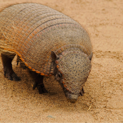 Armadillo