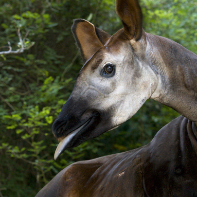 Okapi tongue