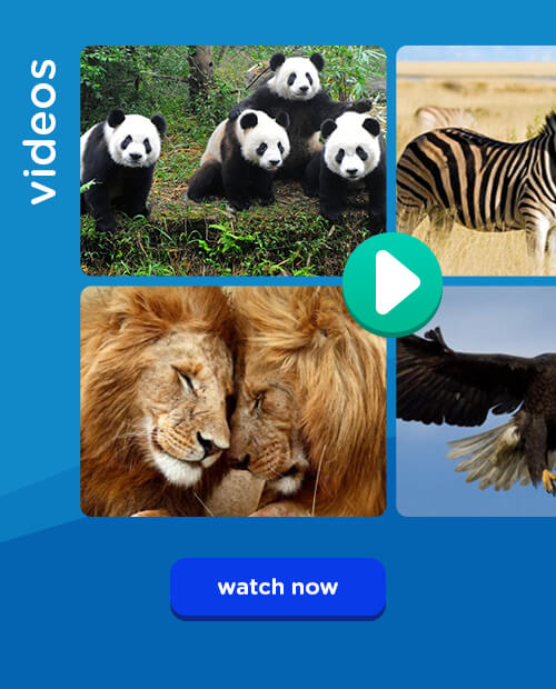 Videos: link to Videos page