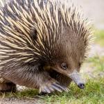 Australian echidna walking down a dirt path.
