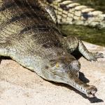 Gharial laying on sandy river bank.