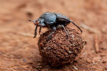 A dung beetle sitting atop a small ball of dung
