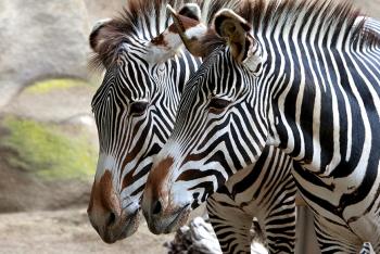 A pair of zebras with their muzzles close together