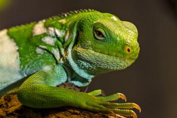 Fiji iguana sitting on a piece of wood