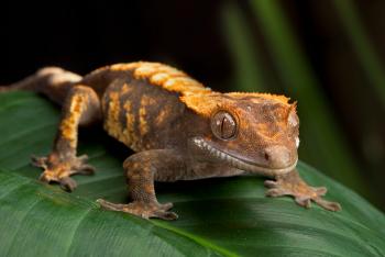 New Caledonian Crested Gecko