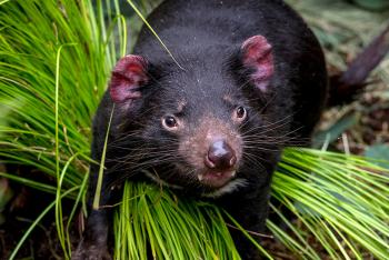 Tasmanian devil standing on tall green grass