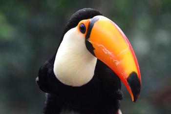 Toco toucan