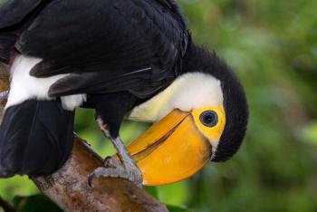 Toco toucan chick 