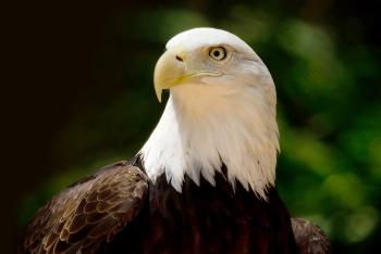 Bald eagle looking left in front of a green leafy background