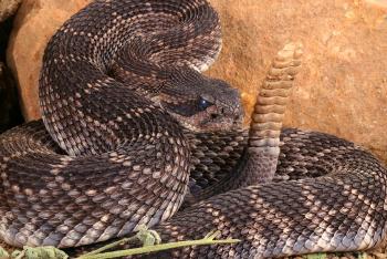 Rattlesnake wit rattle raised
