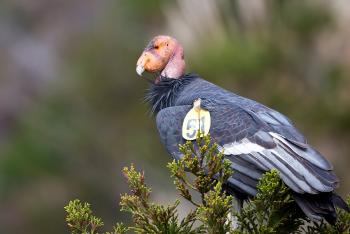 California condor perched in tree.