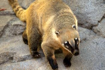 Coati on a large boulder.