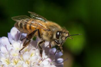 Honey bee on flower.