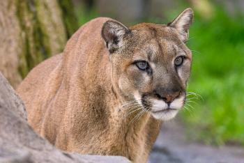 Mountain lion