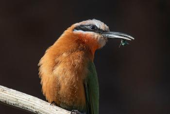 Bee-eater with bee in its beak.